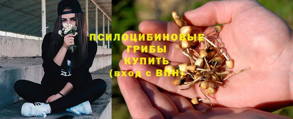 стаф Богданович